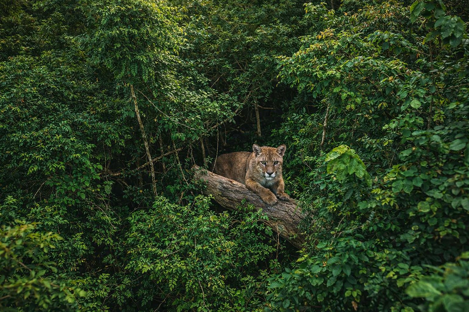 Puma resting in Amazon jungle canopy