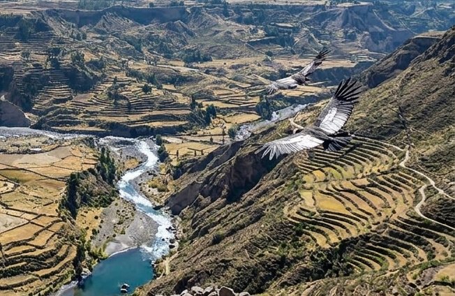 Andean condors soaring over Colca Canyon terraces and river