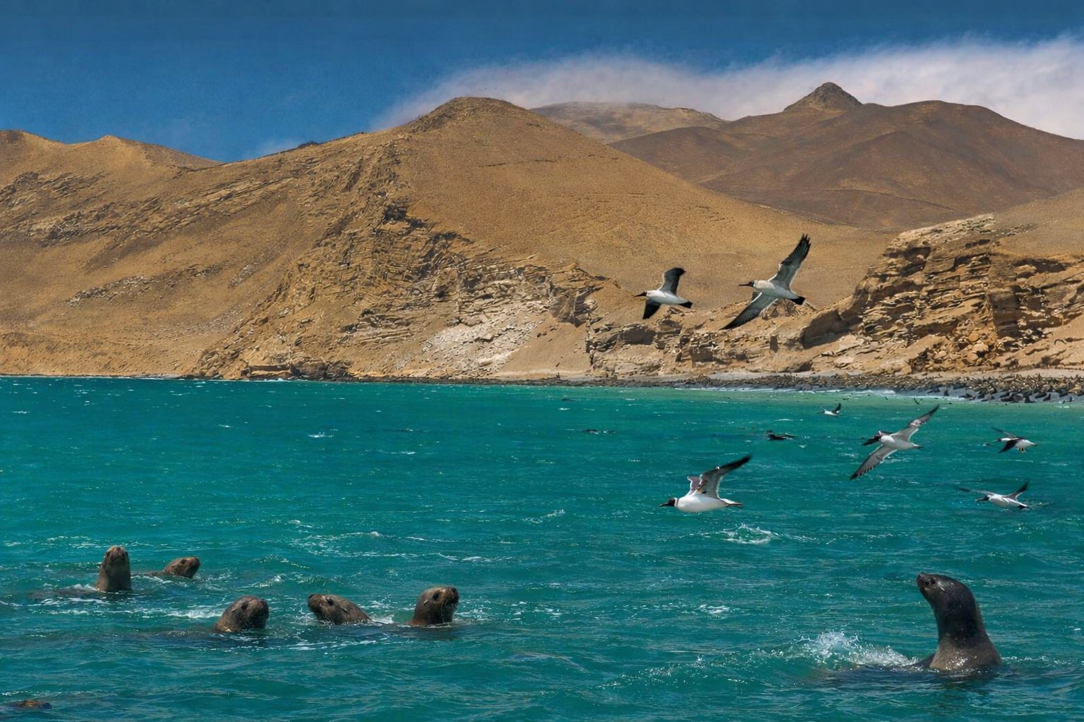 Sea lions and seabirds in Paracas Reserve